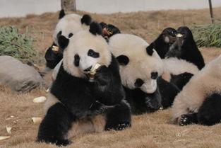 吃瓜熊猫人搞笑故事,笑料横生的搞笑故事集锦