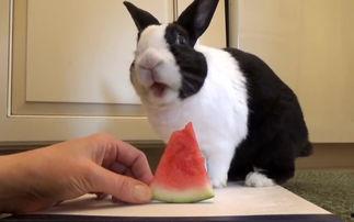 兔吃瓜相关视频,萌宠演绎夏日清凉美食时光