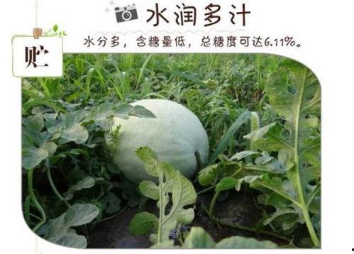 三白瓜刮皮怎么吃,三白瓜刮皮后的美味食用指南