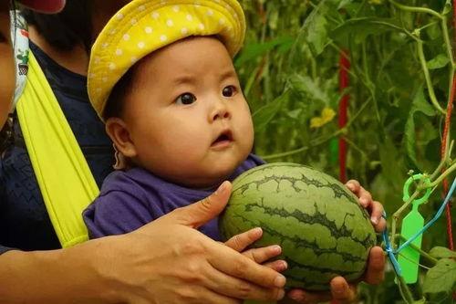 国产吃瓜群,揭秘网络社交的“瓜田”盛景