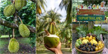 吃瓜热带雨林,探寻吃瓜热带雨林的奇妙之旅