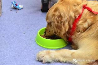 宠物吃贝贝瓜好吗视频,揭秘贝贝瓜对宠物的益处与食用建议