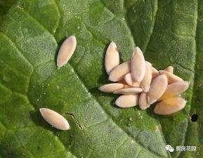 花园里吃瓜,夏日里的甜蜜时光